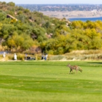 EffectualGolf-141