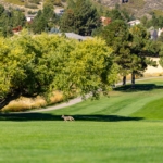 EffectualGolf-142
