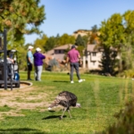 EffectualGolf-211